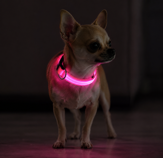 💖 LumiCollar™ – Collier LED Lumineux Rose pour Chien 🐾