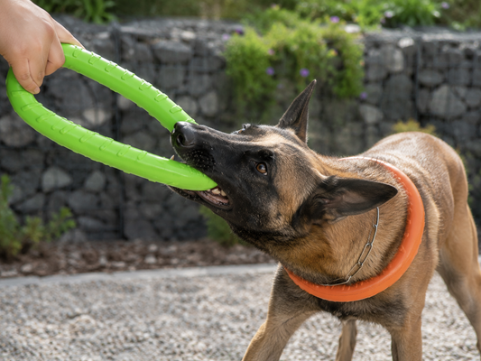 ANNEAU DE JEU FLOTTANT POUR CHIEN