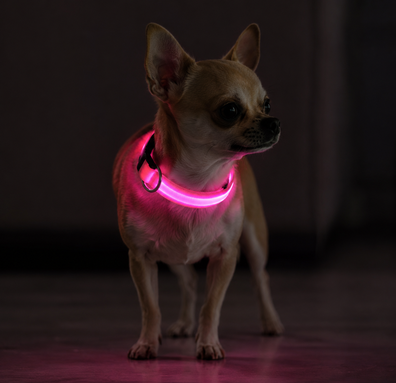 💖 LumiCollar™ – Collier LED Lumineux Rose pour Chien 🐾