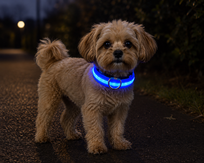 💙 LumiCollar™ – Collier LED Lumineux pour Chien 🐾✨
