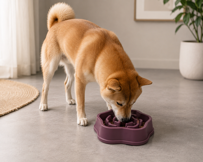 SlowBowl™ – Gamelle Anti-Glouton pour Chien 🐶🍽️