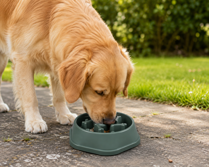 SlowBowl™ – Gamelle Anti-Glouton pour Chien 🐶🍽️